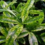 Dracaena surculosaLeaf