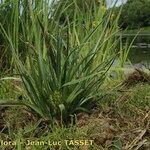 Carex hordeistichos Habitus