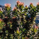 Protea roupelliae Habit