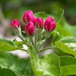 Malus coronaria List