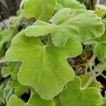 Pelargonium tomentosum Blatt