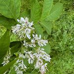 Fraxinus sieboldiana Blüte