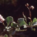 Limonium mucronatum