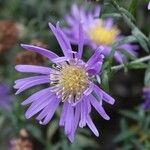 Symphyotrichum novi-belgii പുഷ്പം