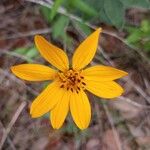 Helianthus hirsutus Blodyn