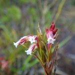 Dracophyllum cosmelioides