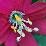 Passiflora manicata Flower