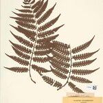 Cyathea cyatheoides Folla