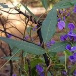 Hardenbergia comptoniana Liść