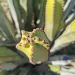 Euphorbia canariensis Fiore