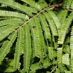 Havardia campylacantha