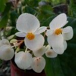 Begonia minorKwiat