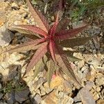 Amaranthus cruentus Leaf