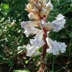 Orobanche crenata Flower