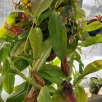 Nepenthes spp. Leaf