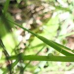 Sisyrinchium rosulatum Bark