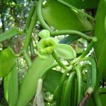 Vanilla planifolia Blüte