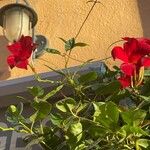 Mandevilla sanderi 花