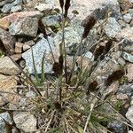 Trisetum spicatum Flower