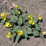 Viola purpurea Habitus