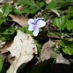 Viola rostrata Flower