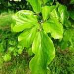 Parrotia subaequalis Hoja
