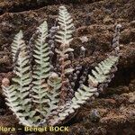 Cosentinia vellea Libunga