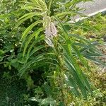 Sesamum orientale Flower