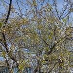 Prunus cerasus موطن