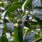 Eschweilera coriacea Fruit