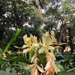 Hedychium flavescens 花