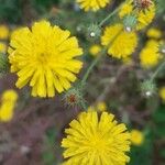 Crepis setosaFlors