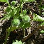 Urtica pilulifera Frukto