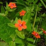 Lysimachia arvensis Flower