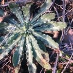 Calendula arvensis Blad