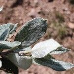 Salix lapponum Feuille