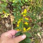 Solidago rugosaFlor