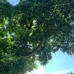 Catalpa speciosa Φύλλο