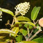 Mabea occidentalis Συνήθη χαρακτηριστικά