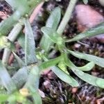 Lepidium ruderale Leaf