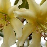 Rhododendron gardenia Flower