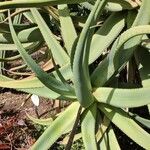 Aloe castanea Lapas