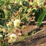 Acacia brevispica 花