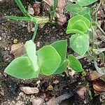 Lathyrus aphaca Blad