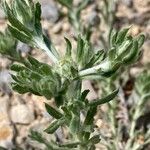 Filago pyramidata Maua