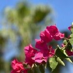 Bougainvillea spectabilisBlüte