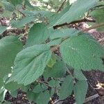 Rubus phoenicolasius Folha