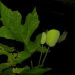 Dorstenia contrajerva Fruit