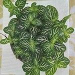 Fittonia albivenis Leaf