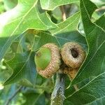Quercus alba Frutto